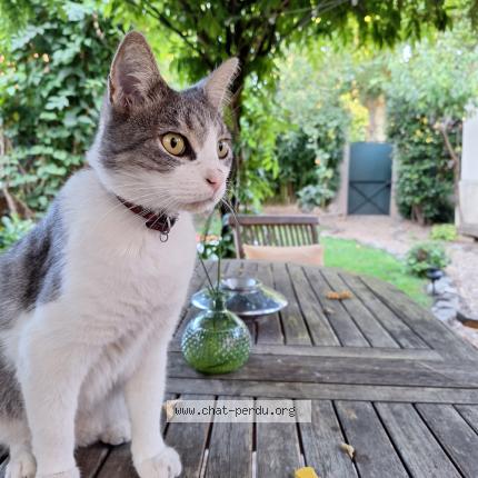 Merlin