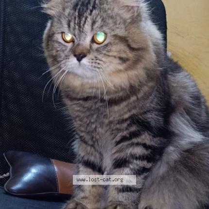 Photo 1/1 Humza Chat perdu à Panvel highway