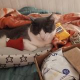 Photo de chat perdu à Vista