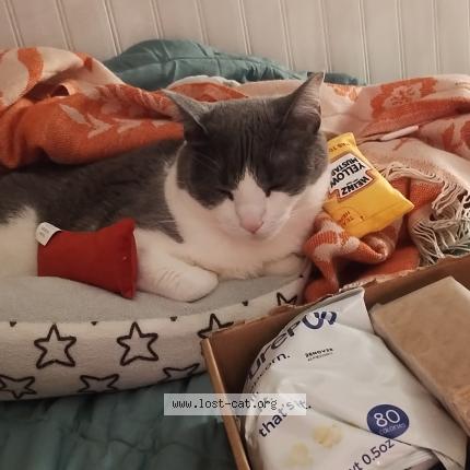 Photo 1/1 Olly Chat perdu à Vista