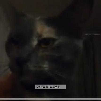 Photo 1/1 Echo Chat perdu à Montreal