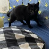 Photo de chat perdu à Centennial