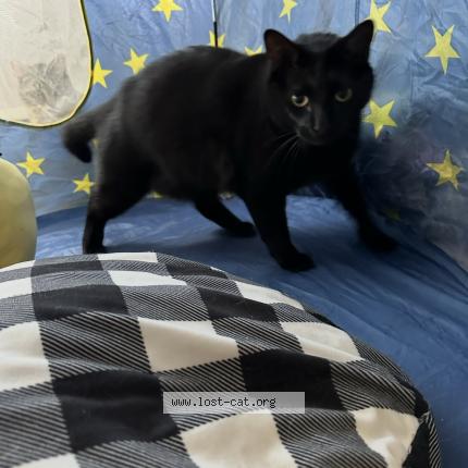 Photo 1/1 Sabbath Chat perdu à Centennial