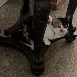 Photo de chat perdu à Modesto