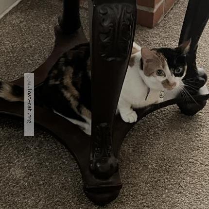 Photo 1/1 Sunshine Chat perdu à Modesto