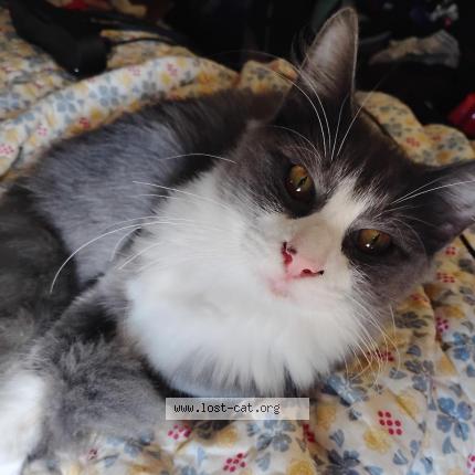 Photo 1/1 Milo Chat perdu à Baker