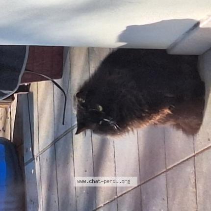 Photo 1/1 B&eacute;atrice Fischer Chat perdu à Boersch