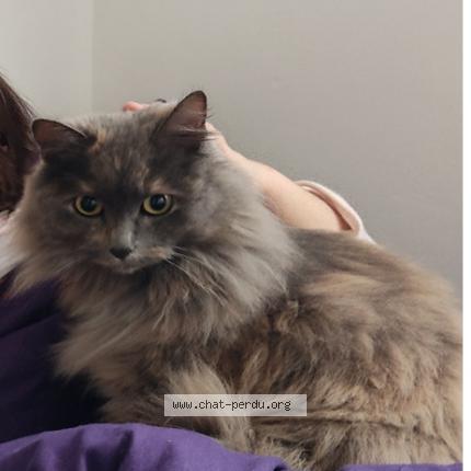 Photo 1/1 NEFEROU Chat perdu à Floirac