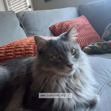 Photo 1/1 Albus Chat perdu à Denton