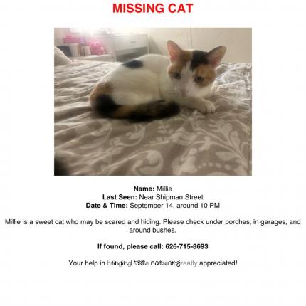 Photo 1/1 Milli Chat perdu à La puente