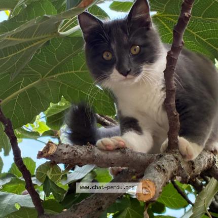 Photo 1/1 Broly Chat perdu à Toulouse