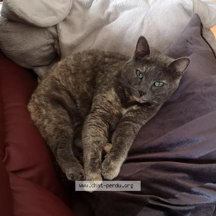 Photo 3/4 Chat trouvé Trouvé à La seyne sur mer