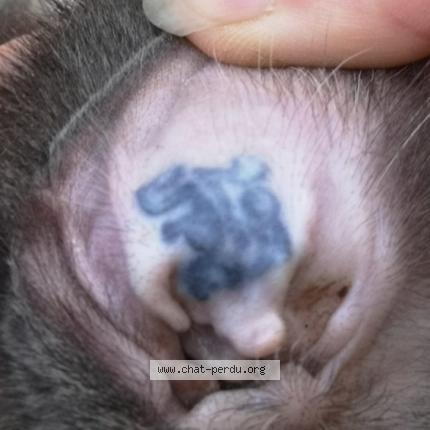 Photo 4/4 Chat trouvé Trouvé à La seyne sur mer