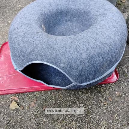 Photo 1/1 Janice Enfield Chat perdu à Seattle