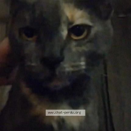 Photo 1/1 Chat retrouvé Perdu à Montreal