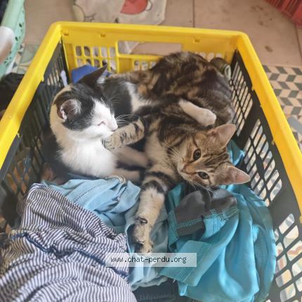 Photo 1/1 Guilhem Mandrou Chat perdu à Vestric et candiac