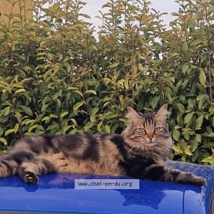 Photo 1/1 Maïa Chat perdu à Brignoles