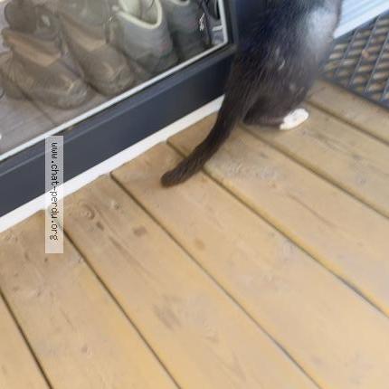 Photo 1/1 Chat trouvé Trouvé à Carnac