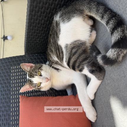 Photo 1/1 Piper Chat perdu à Nailloux