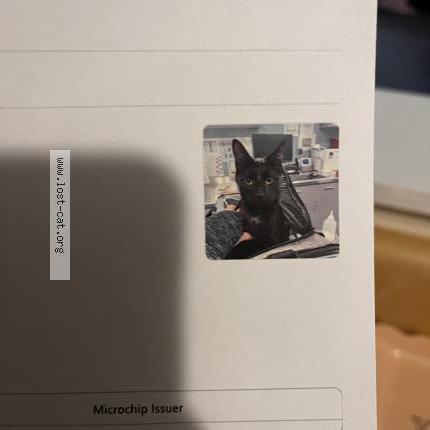 Photo 1/1 Chat trouvé Trouvé à High point