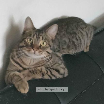 Photo 1/1 BUL Chat perdu à L hay les roses
