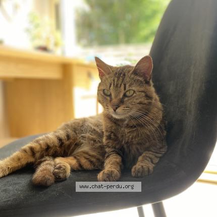 Photo 1/1 Mimi Chat perdu à Le teich