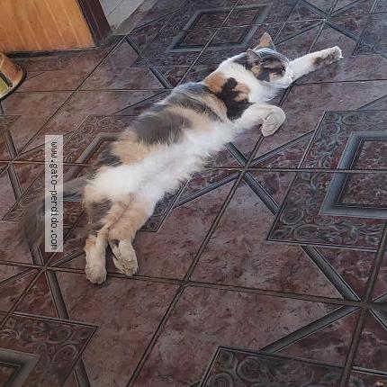 Photo 1/1 Lissi Chat perdu à Santiago