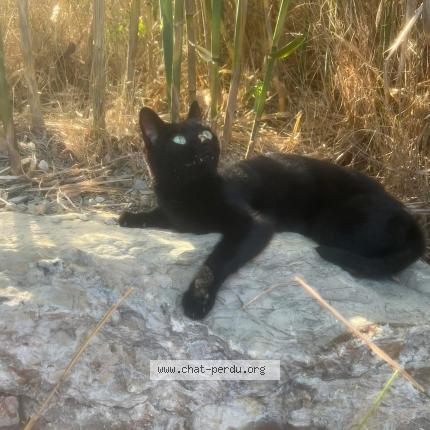 Photo 1/1 Lola Chat perdu à Perols