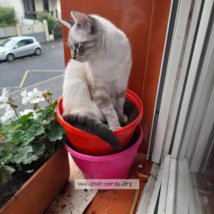 Photo 1/1 Rocco Chat perdu à Arcueil