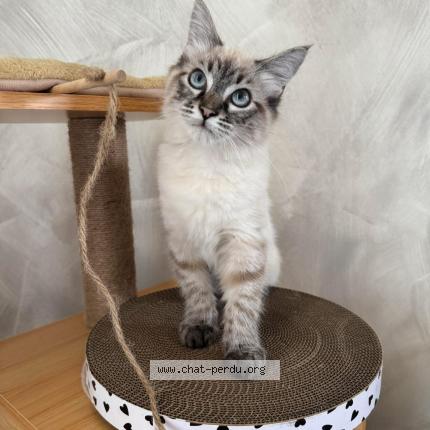 Photo 1/1 Anis Chat perdu à Chateauroux