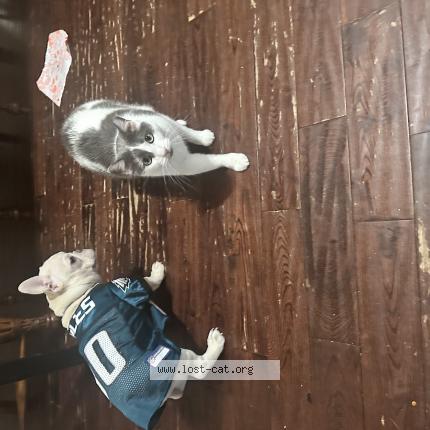 Photo 1/1 Vanish Chat perdu à Philadelphia