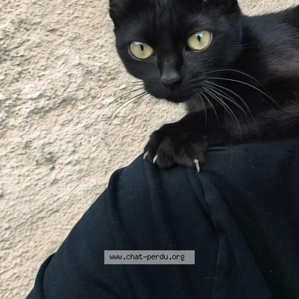 Photo 1/1 Orphée Chat perdu à Echenoz la meline