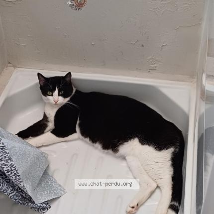 Photo 1/3 Aslan Chat perdu à Montpellier