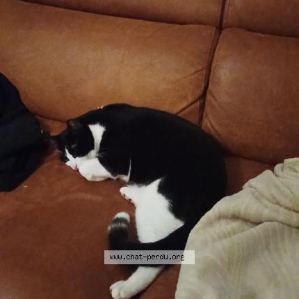 Photo 3/3 Aslan Chat perdu à Montpellier