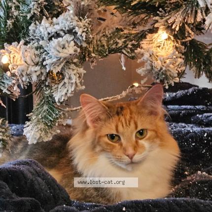 Photo 1/1 Sophie Chat perdu à Blacklick