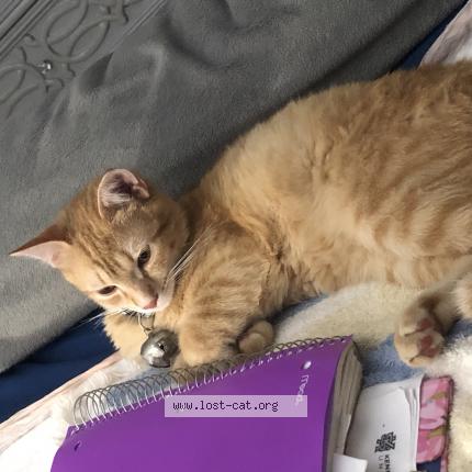 Photo 1/1 Nipsey Chat perdu à Stone mountain