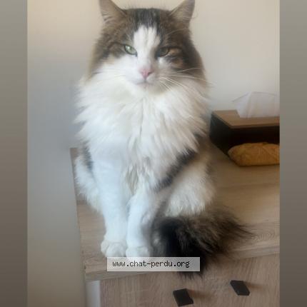 Photo 1/1 Dobby Chat perdu à Ussel
