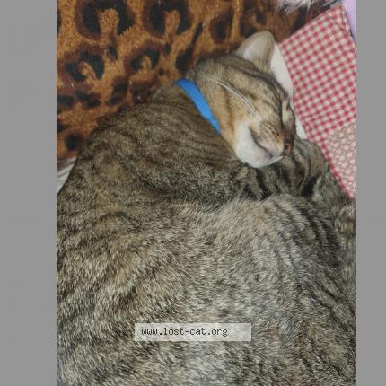 Photo 1/2 Alvin Chat perdu à Pretoria