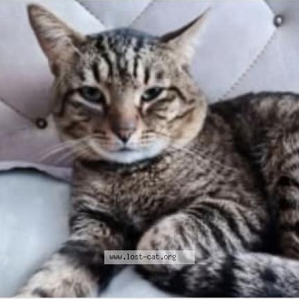 Photo 2/2 Alvin Chat perdu à Pretoria