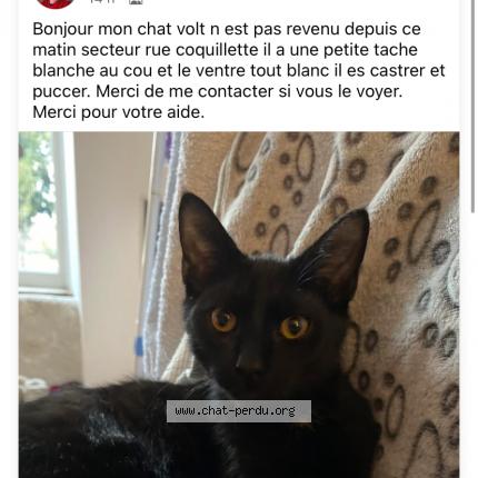 Photo 1/1 Volt Chat perdu à Patay