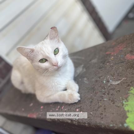 Photo 1/1 Elsa Chat perdu à Cincinnati