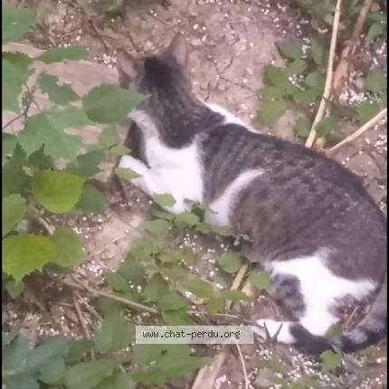 Photo 1/2 Duchesse Chat perdu à Grasse