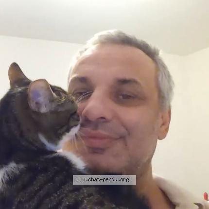 Photo 2/2 Duchesse Chat perdu à Grasse