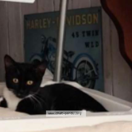 Photo 1/1 Cathy Chat perdu à Orleans