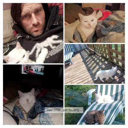 Photo 1/1 Bella Chat perdu à La loge