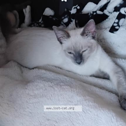 Photo 1/1 Cotton Chat perdu à Las cruces