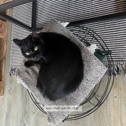 Photo 1/1 Chat retrouvé Perdu à Antibes