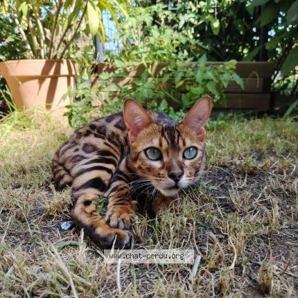 Photo 1/1 Chat retrouvé Perdu à Clamart