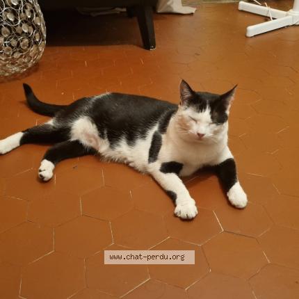 Photo 1/1 Chat retrouvé Perdu à Aix En Provence