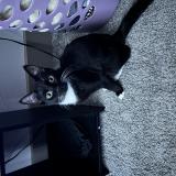 Photo de chat perdu à Tampa